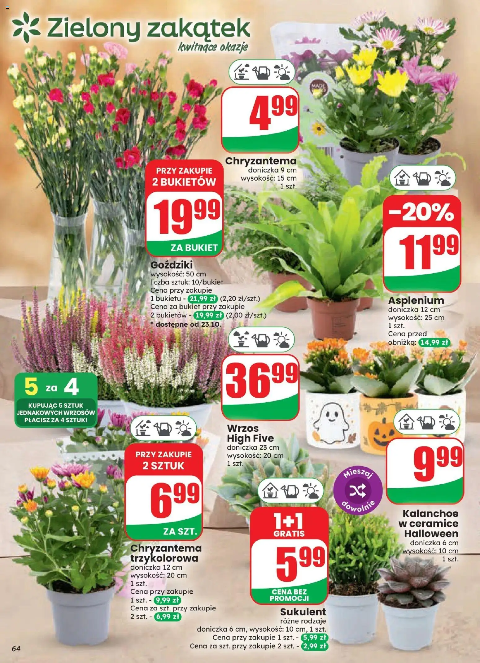Dino gazetka od 21.10.2026 | Strona: 64 | Produkty: Goździki, Wrzos, Doniczka, Kalanchoe