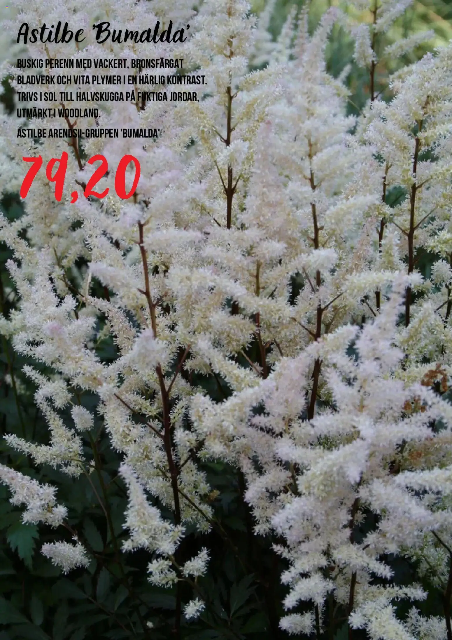 Blomsterlandet reklamblad aktuell från 15/07/2026 | Sida: 5
