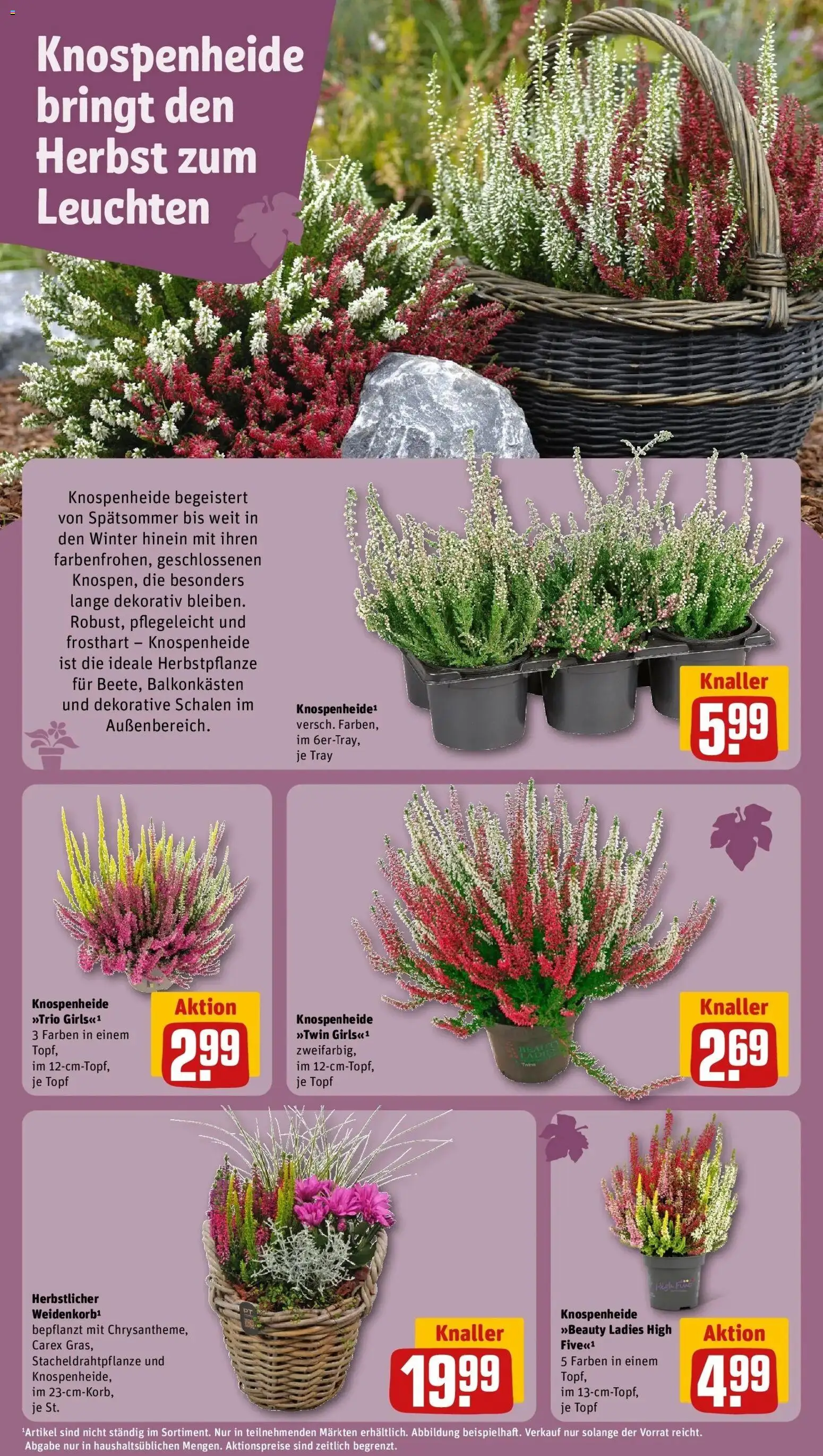 REWE Prospekt ab 28.09.2026 zum Blättern » Angebote | Seite: 16
