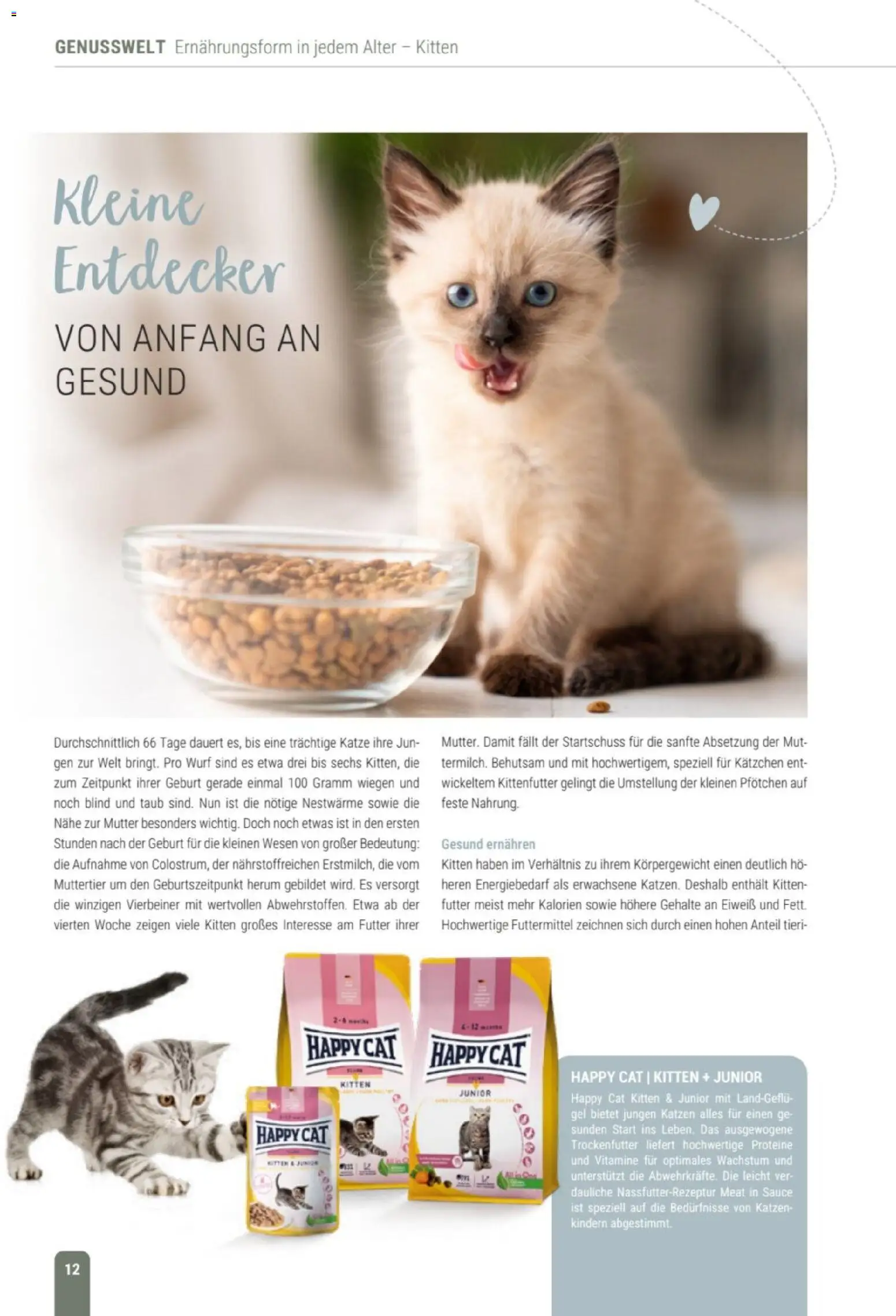 zookauf Themenkatalog Katze – gültig ab 01.10.2026 | Seite: 12