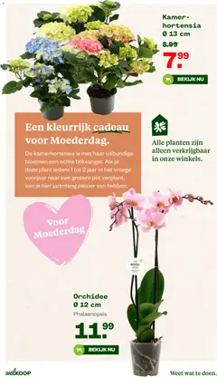 Welkoop folder - Voorbeeld van een folder van Welkoop, geldig van 27.04.2026 | Pagina: 6 | Producten: Pot, Kan, Bloemen
