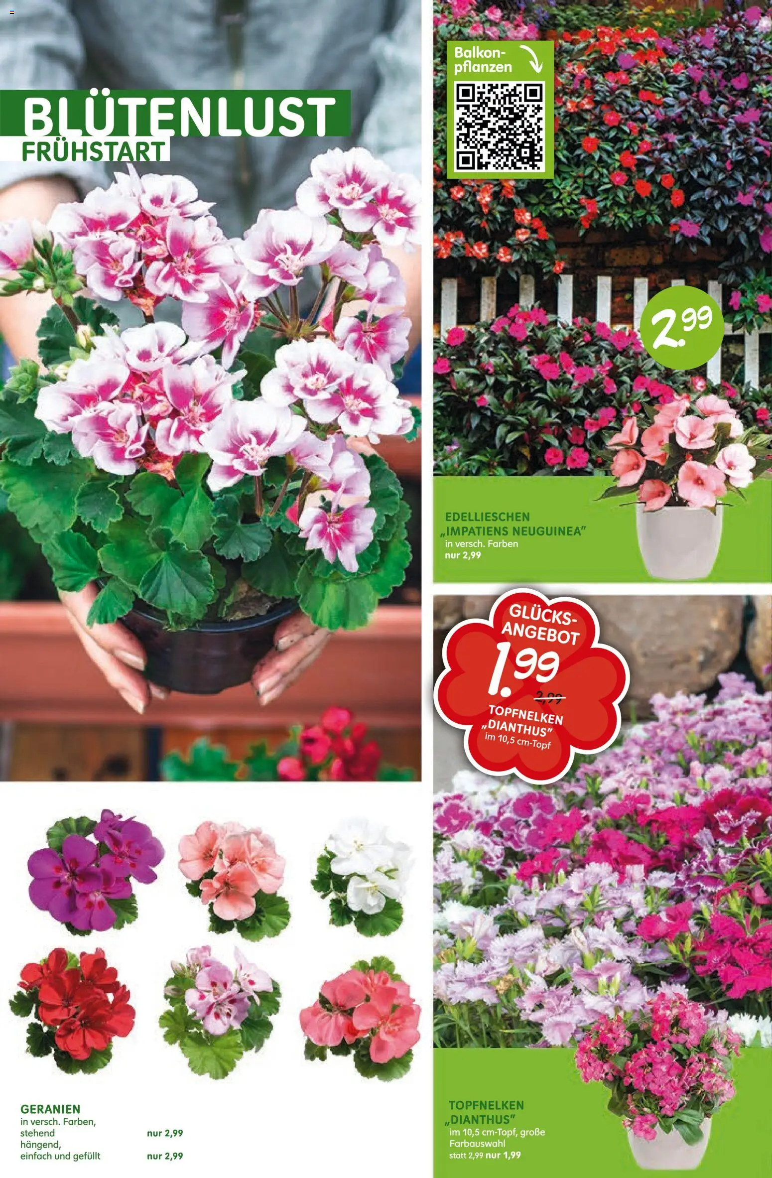 Blumen Risse Prospekt – gültig ab 28.05.2026 | Seite: 4 | Produkte: Geranien