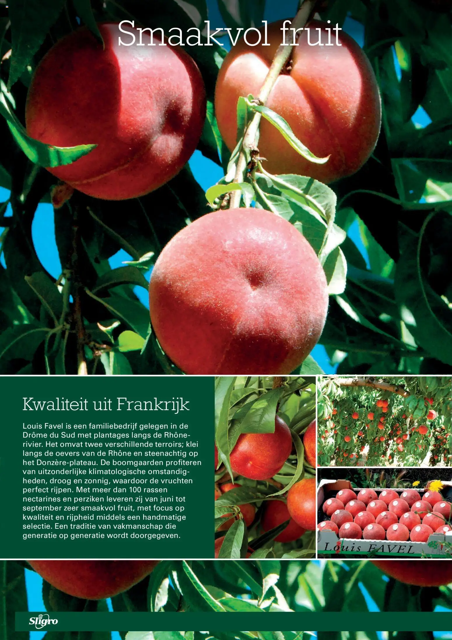 {H1} | Pagina: 10 | Producten: Klei, Fruit, Perziken, Nectarines