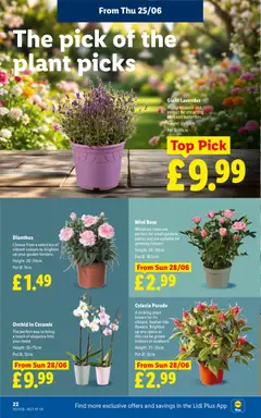 Preview of Weekly offers Lidl valid from 25/06/2026 | Page: 24 | Products: Pot, Roses, Lavender