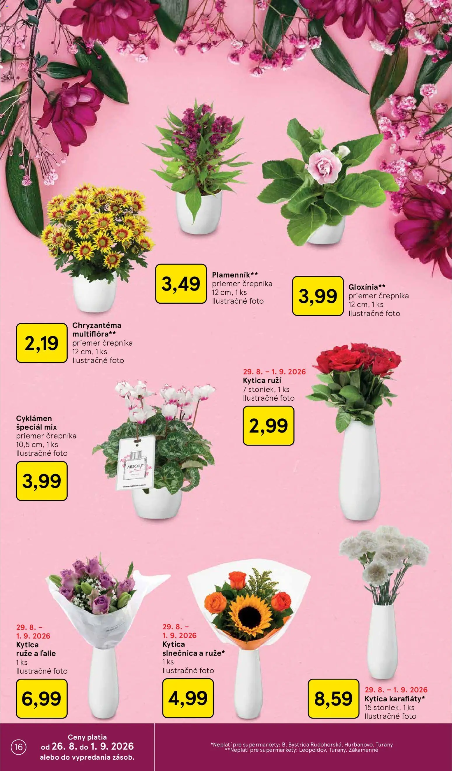 Nové Tesco akcie – leták je platný od 26.08.2026 | Strana: 16 | Produkty: Ruže