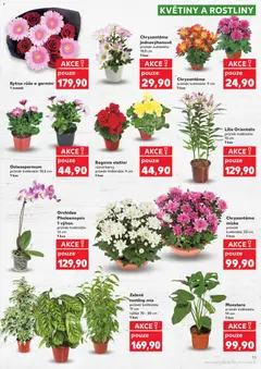 Náhled letáku Monstera, průměr květináče: 14 cm, 1 kus od 10.06.2026 | Strana: 11 | Produkty: Květináče, Miska, Květiny, Barvy
