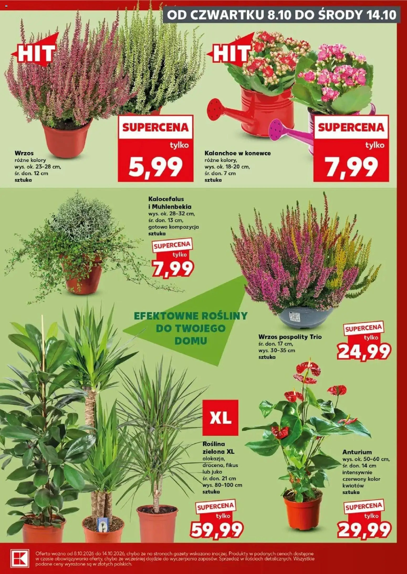Kaufland gazetka - Super sobota od 08.10.2026 - od jutra PDF | Strona: 7 | Produkty: Gazety, Juka, Kalanchoe, Anturium