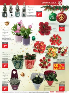 Spar katalog akcije – veljaven od 12.11.2025 | Stran: 33 | Izdelki: Cvetje, Šopek