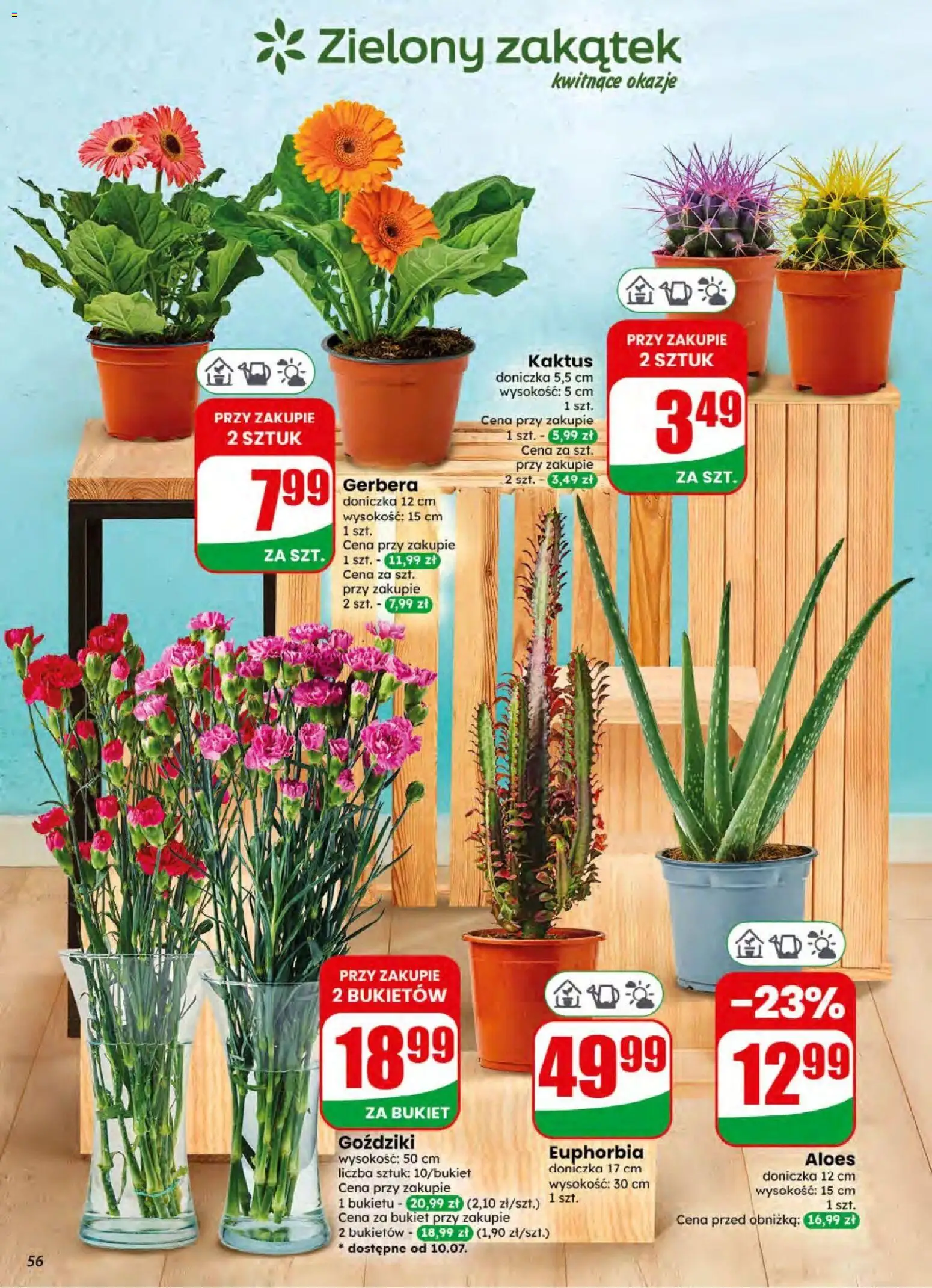 Dino gazetka od 08.07.2026 | Strona: 56 | Produkty: Goździki, Aloes, Doniczka