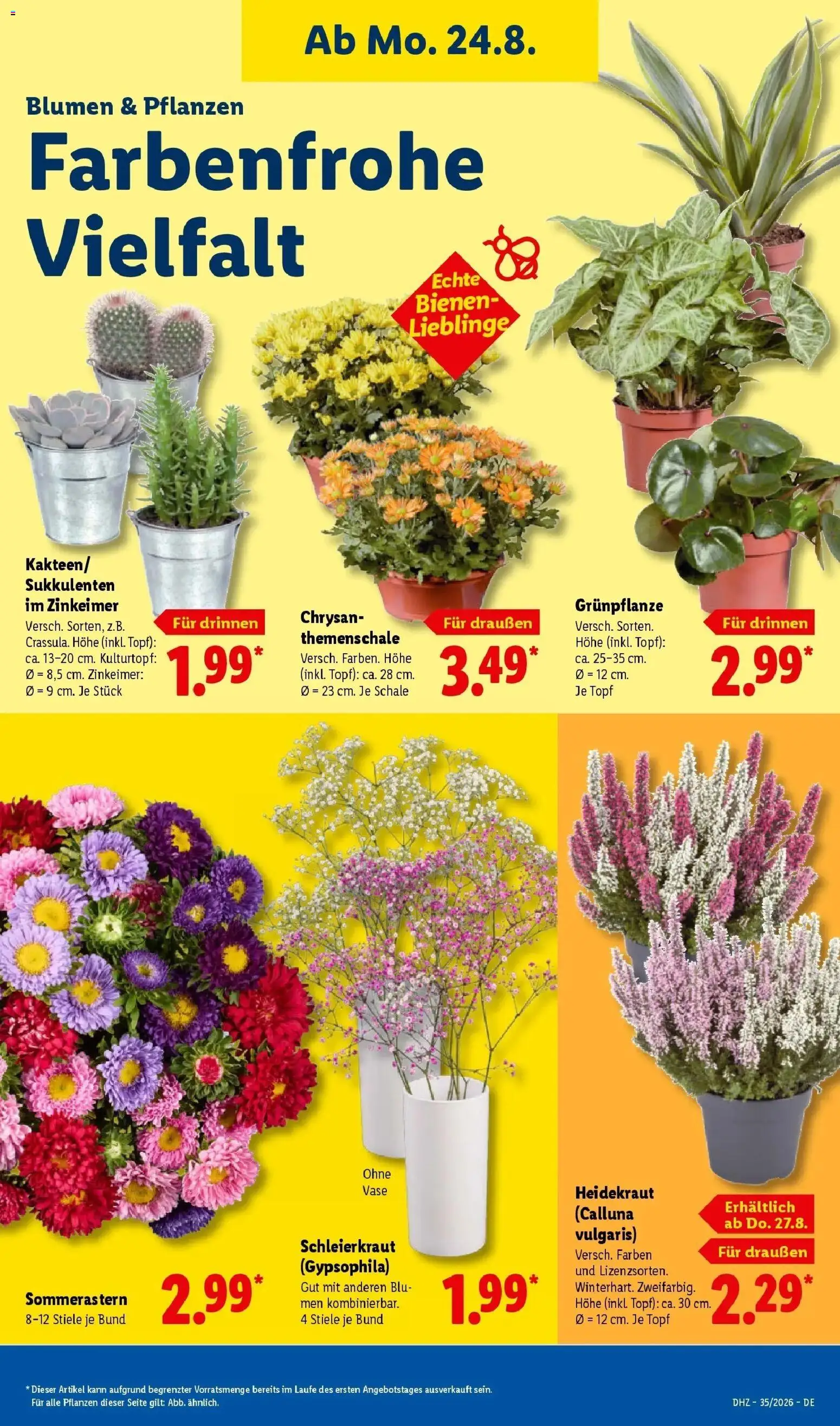 Lidl Prospekt Pocking (ab 24.08.2026) zum Blättern » Angebote | Seite: 15 | Produkte: Blumen, Vase