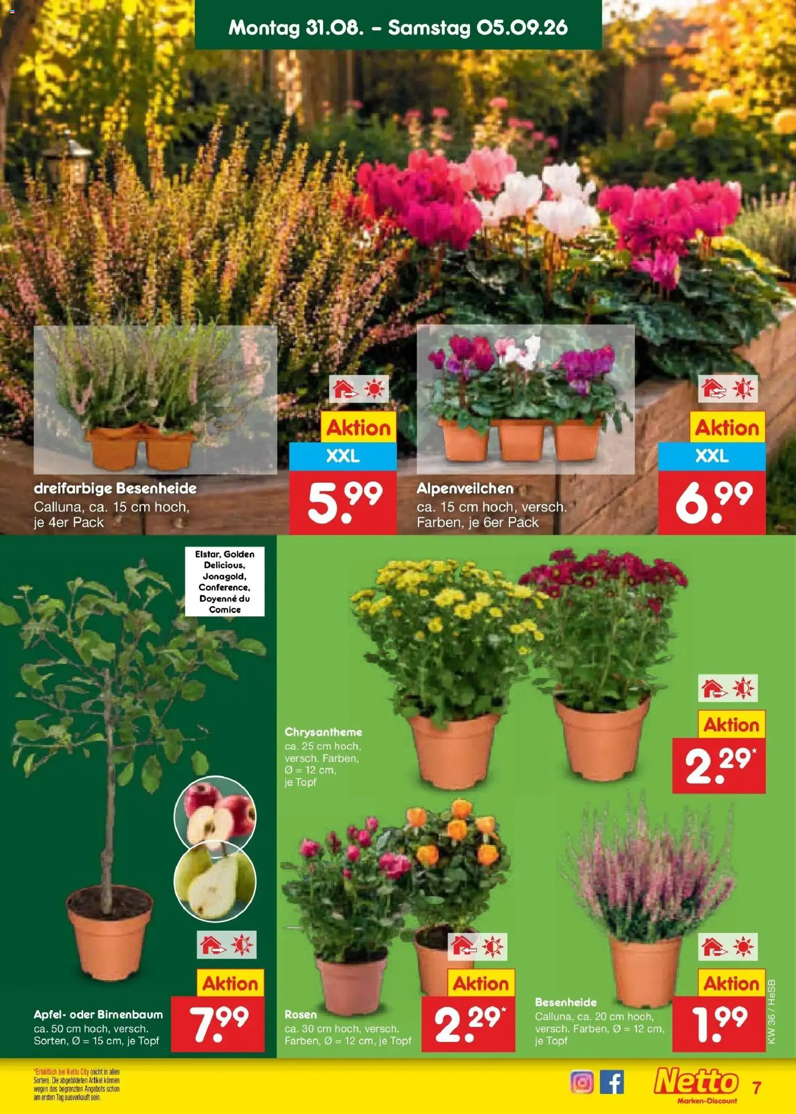 Netto Marken-Discount Prospekt Hamburg (ab 31.08.2026) » Angebote | Seite: 9 | Produkte: Äpfel