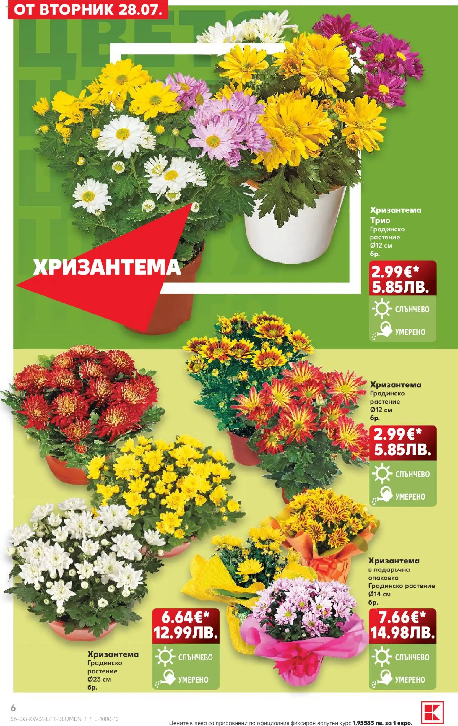 {H1} | Страница: 6 | Продукти: Хризантема