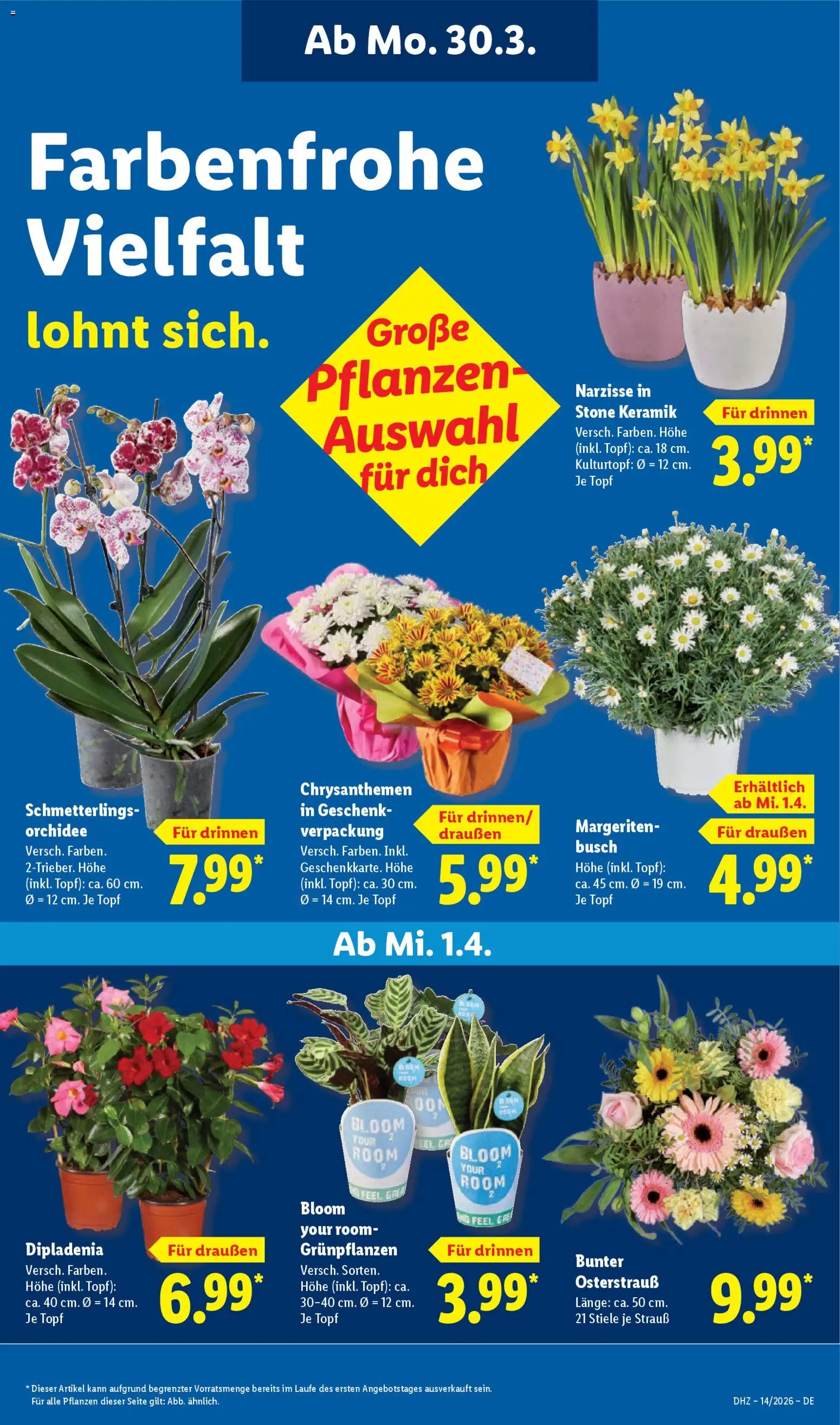 Lidl Blumen Angebote