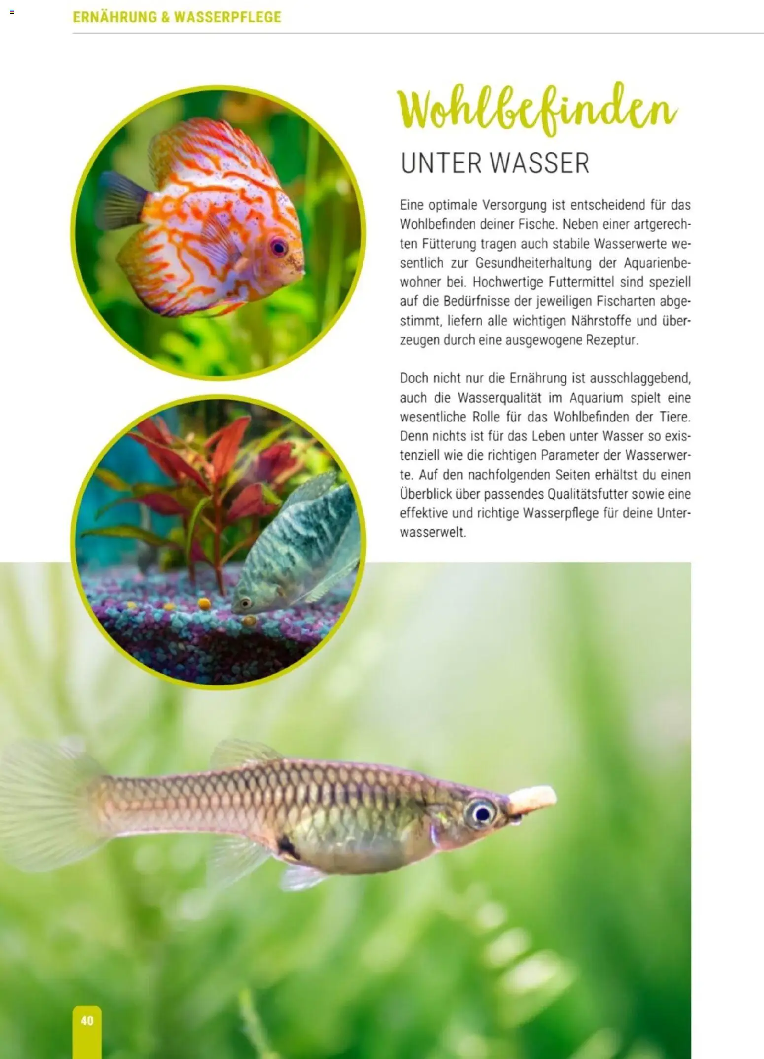 zookauf Themenkatalog Aqua – gültig ab 01.10.2026 | Seite: 40 | Produkte: Wasser