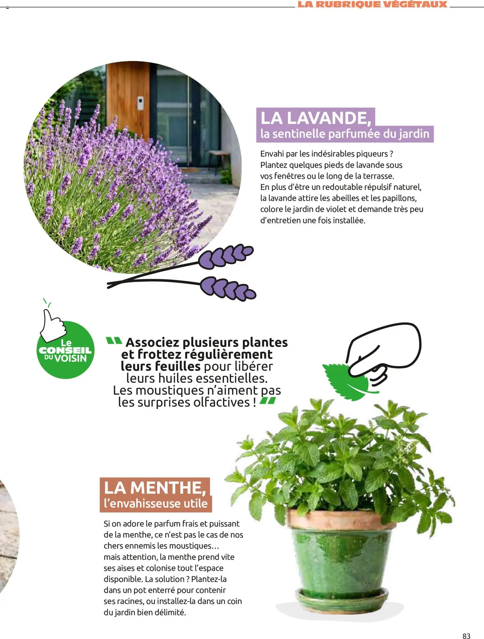 {H1} | Page: 83 | Produits: Menthe, Lavande, Plantes, Parfum
