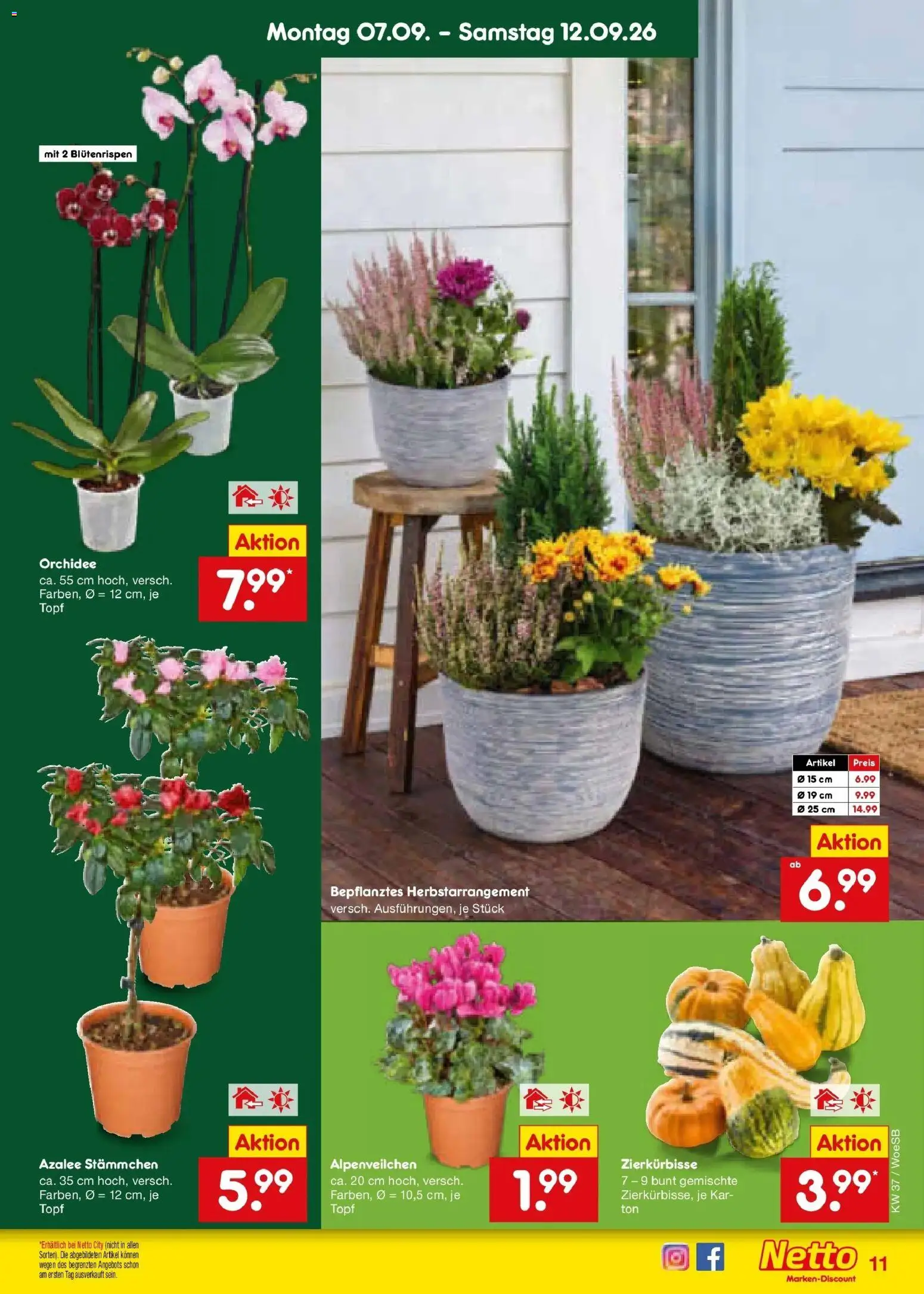 Netto Marken-Discount Prospekt Leonberg – gültig ab 07.09.2026 | Seite: 17 | Produkte: Orchidee