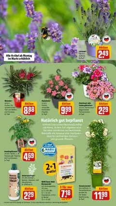 Rewe ihr Kaufpark Prospekt 	 ab 12.05.2026 gültig | Seite: 15 | Produkte: Blumen, Blumenerde, Gemüse