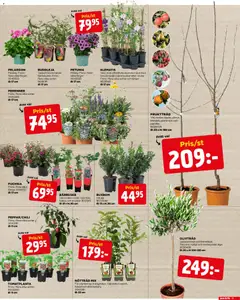 Jem & Fix erbjudanden - Förhandsvisning av reklamblad från butik Jem & Fix aktuell från 11.05.2026 | Sida: 11 | Produkter: Pelargon, Fruktträd, Plommon, Hallon