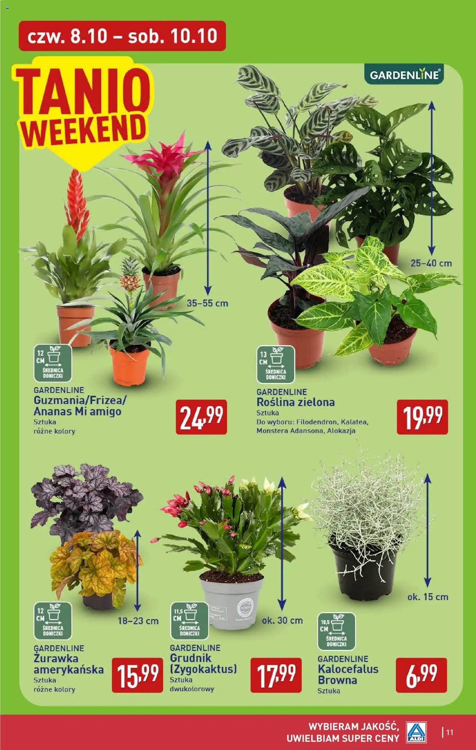 Aldi gazetka - Oferta weekendowa od 08.10.2026 | Strona: 11 | Produkty: Doniczki, Ananas