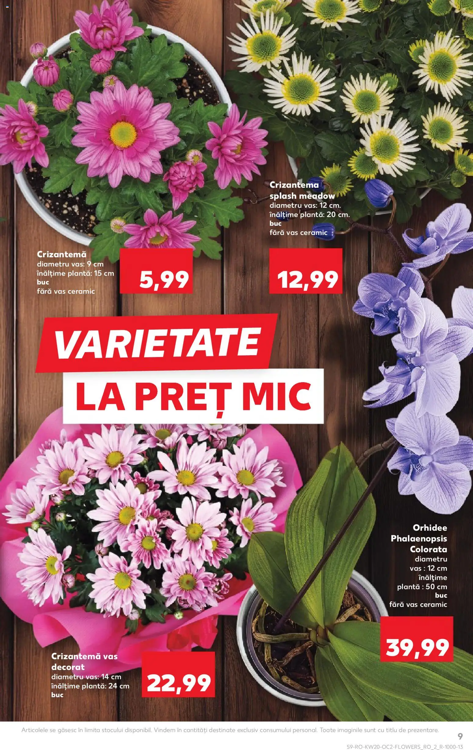 Noul catalog Kaufland – valabil de la 13.05.2026 | Pagină: 9 | Produse: Orhidee