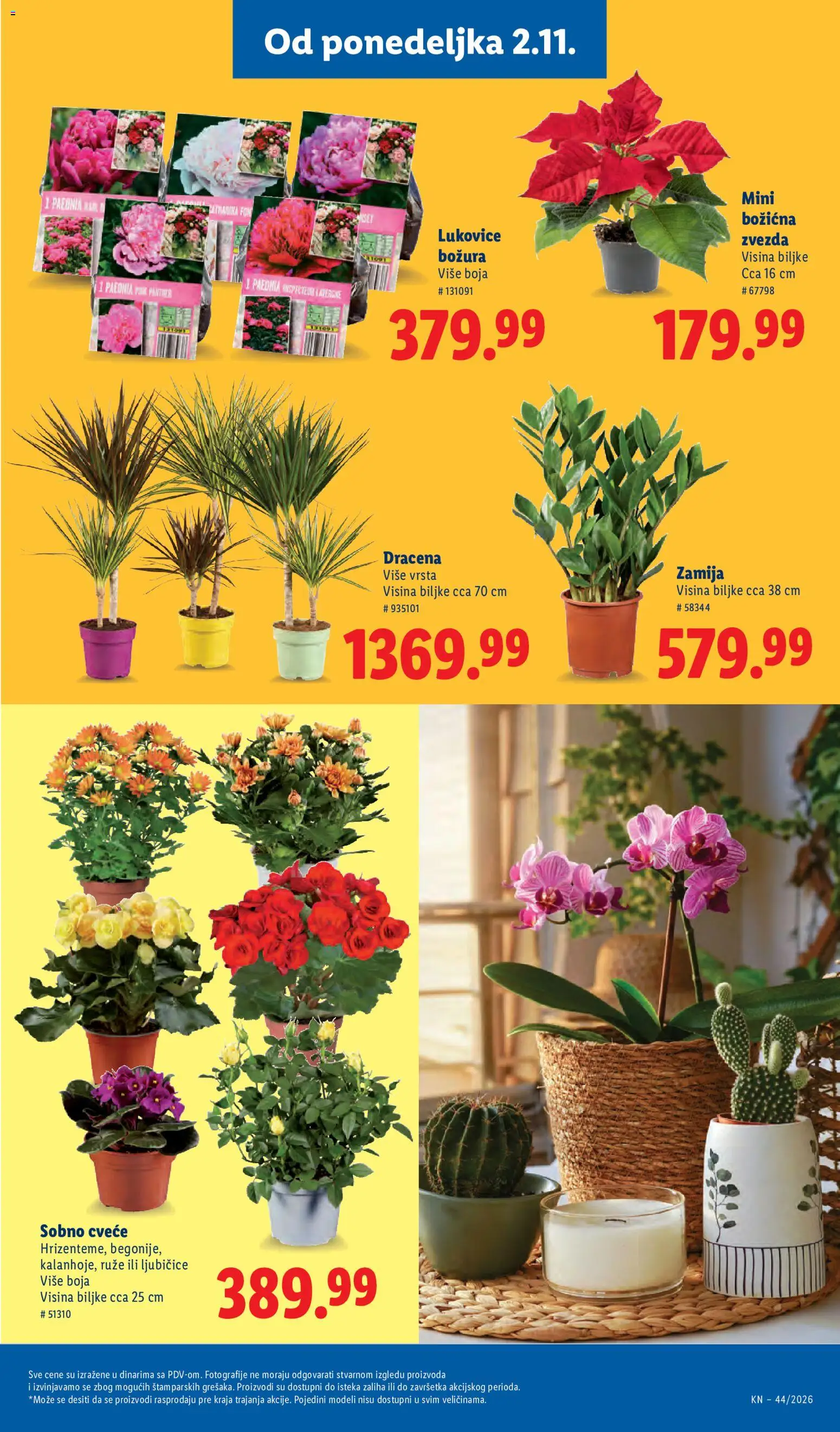 Lidl katalog - važi od 29.10.2026 | Strana: 73 | Proizvode: Ruze, Cvece