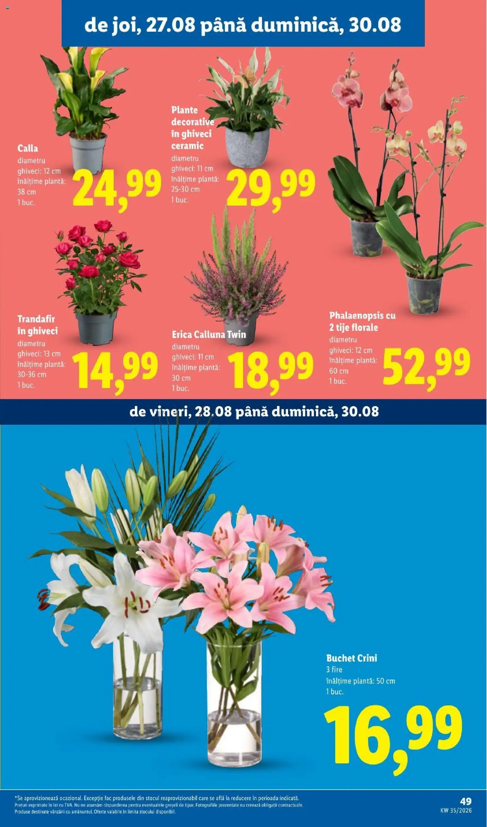 Noul catalog Lidl – valabil de la 24.08.2026 | Pagină: 49 | Produse: Trandafir, Ghiveci