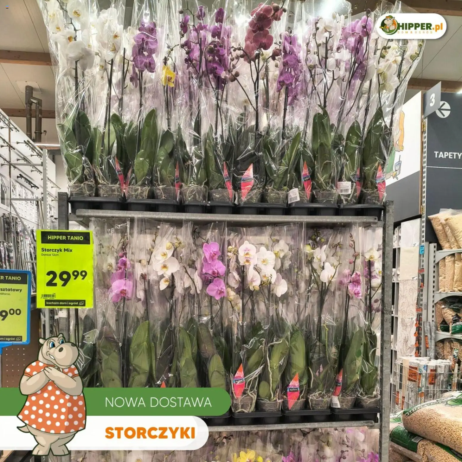 Hipper gazetka od 15.05.2026 | Strona: 1 | Produkty: Storczyki, Storczyk