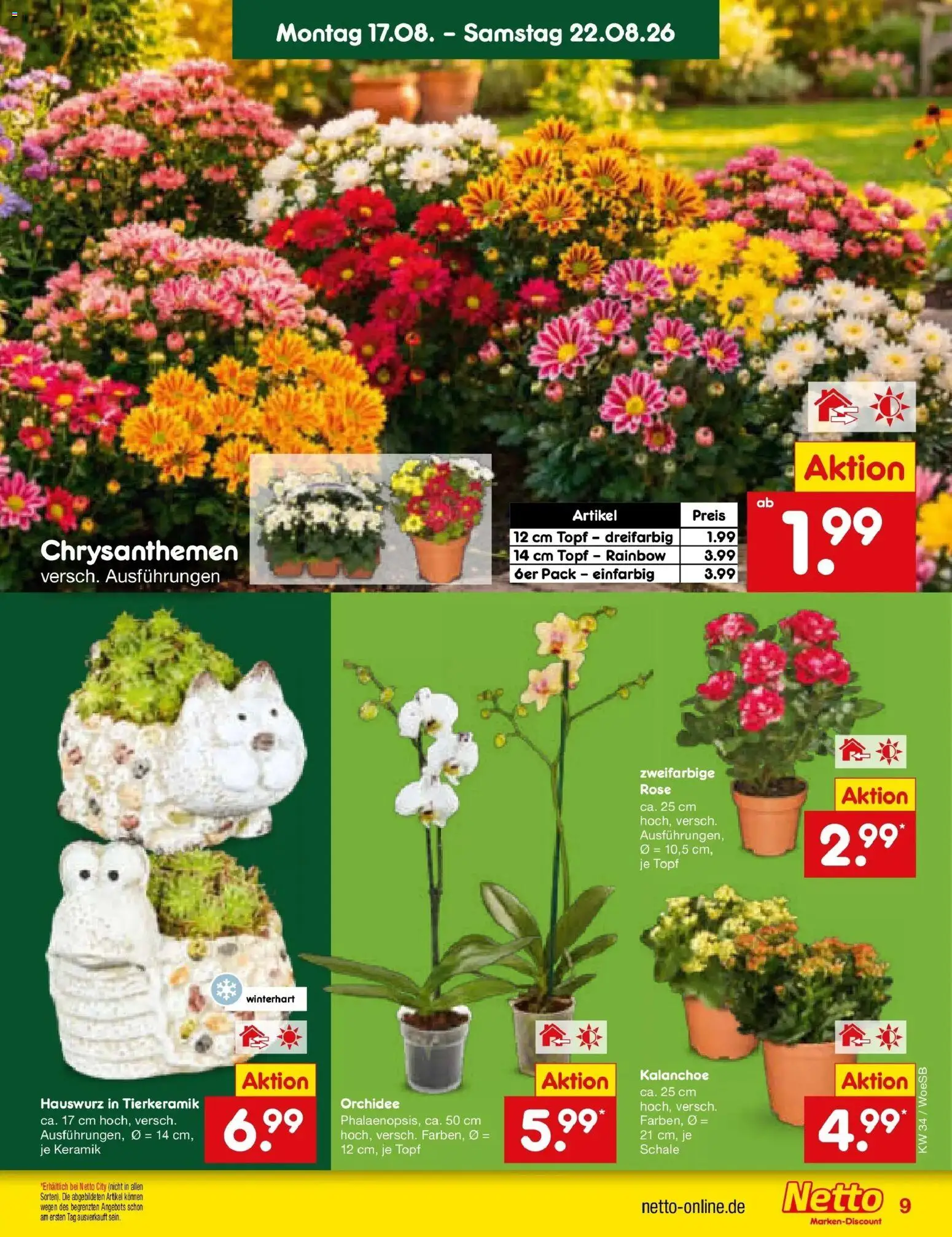 Netto Marken-Discount Prospekt Gemmingen – gültig ab 17.08.2026 | Seite: 11 | Produkte: Orchidee