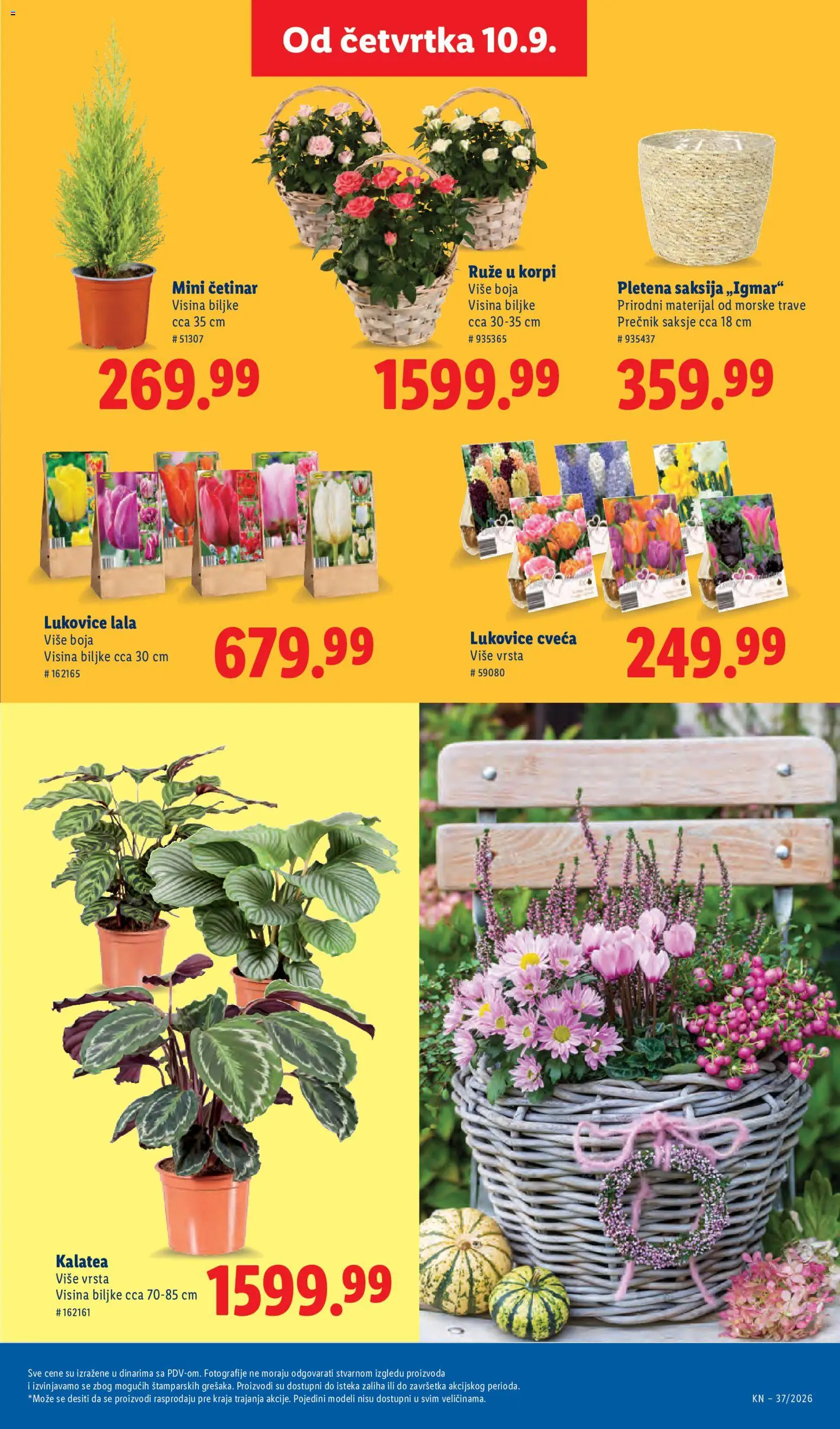 Lidl katalog - važi od 10.09.2026 | Strana: 61