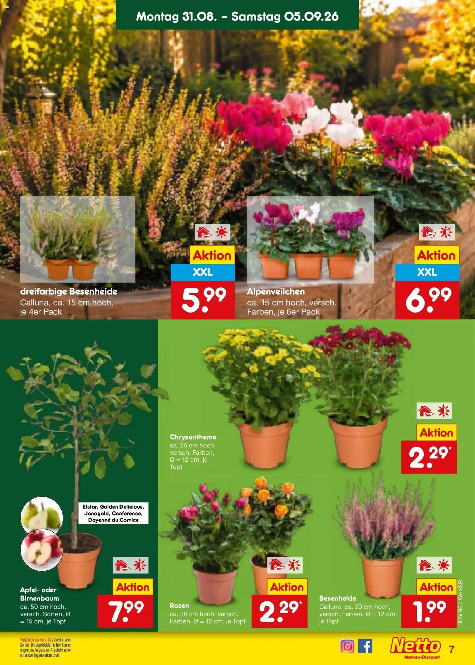 Netto Marken-Discount Prospekt Katzweiler (ab 31.08.2026) » Angebote | Seite: 9 | Produkte: Äpfel