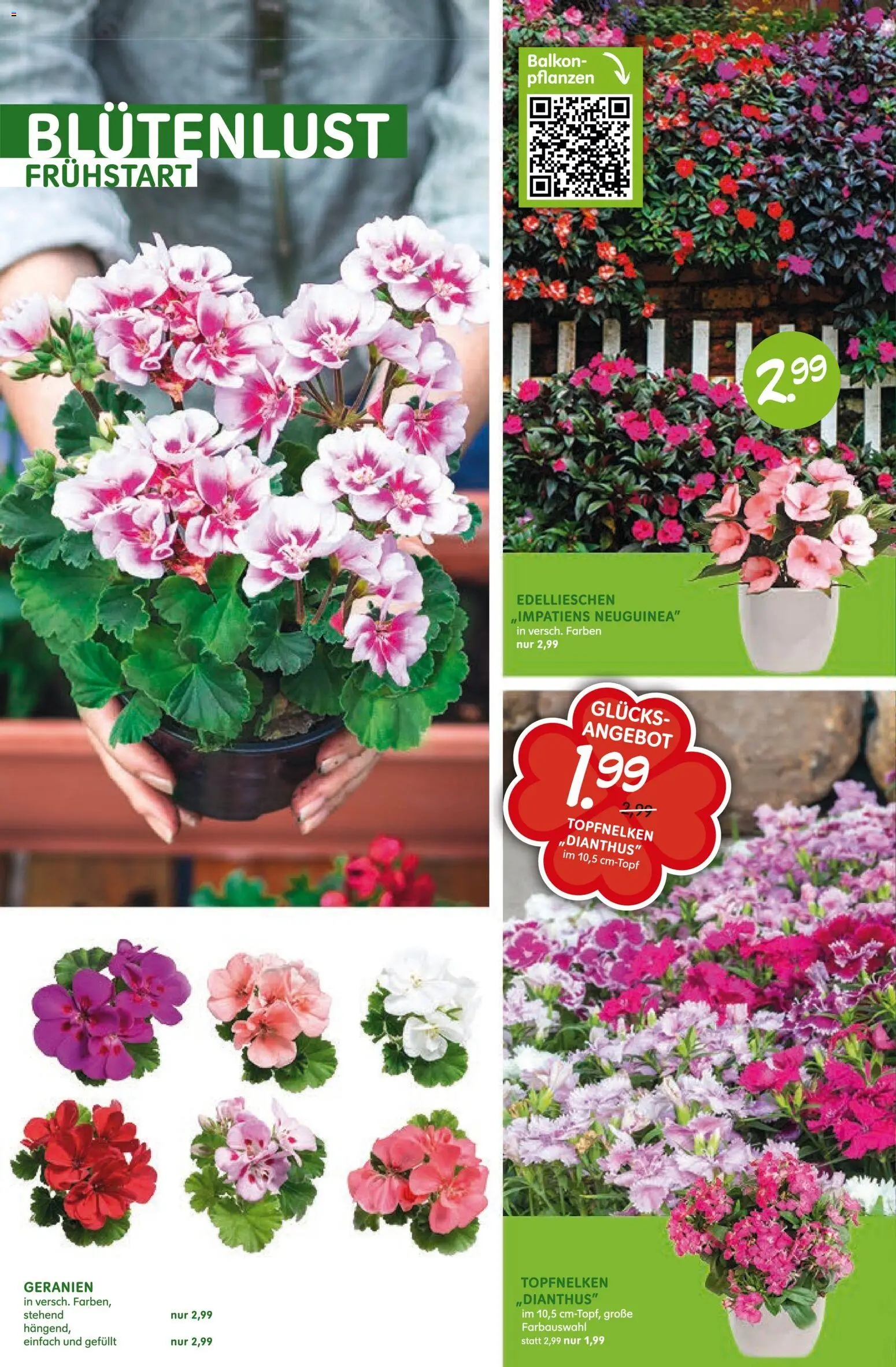 Blumen Risse Prospekt Blumenmarkt – gültig ab 28.05.2026 | Seite: 4 | Produkte: Geranien