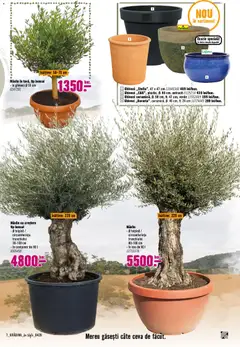 Ofertele Hornbach valabile de la 06.04.2026 | Pagină: 7 | Produse: Ghiveci