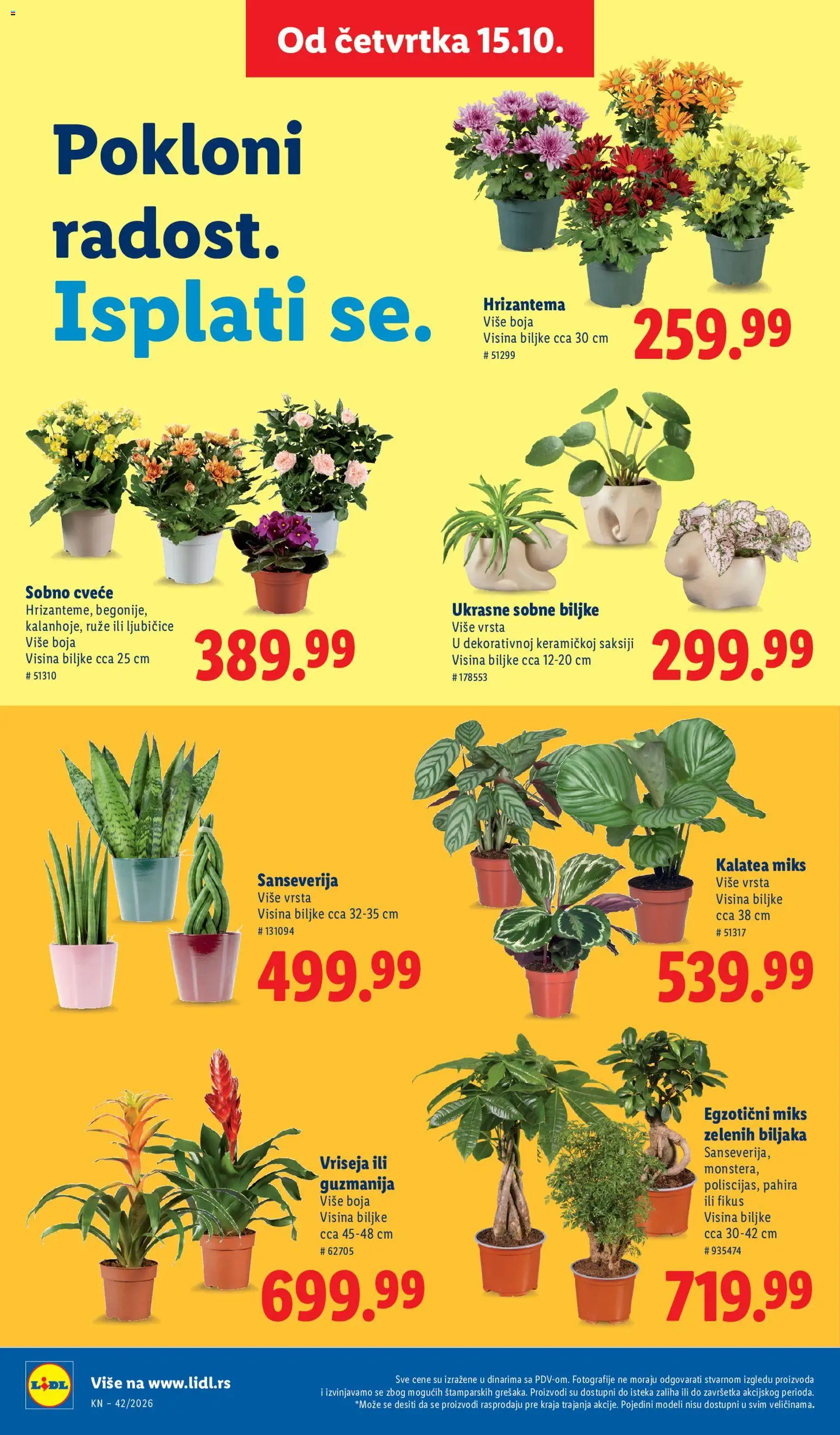 Lidl katalog - važi od 15.10.2026 | Strana: 68 | Proizvode: Sobne biljke, Hrizantema, Ruze, Cvece
