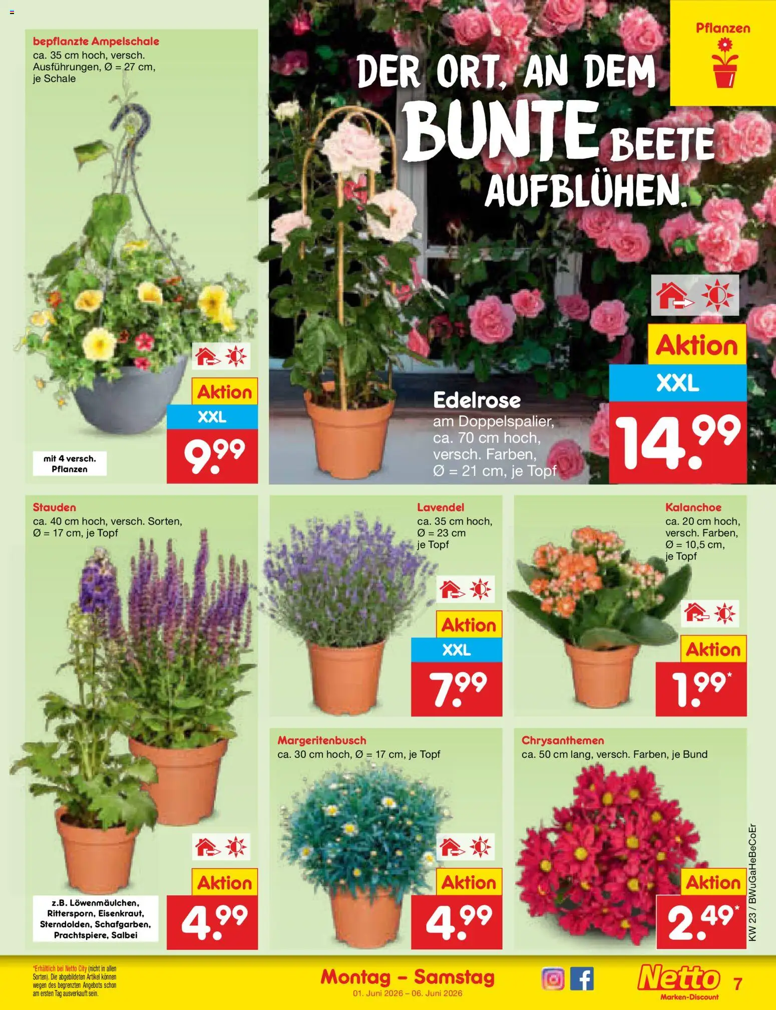 Netto Marken-Discount Prospekt – gültig ab 01.06.2026 | Seite: 7 | Produkte: Lavendel