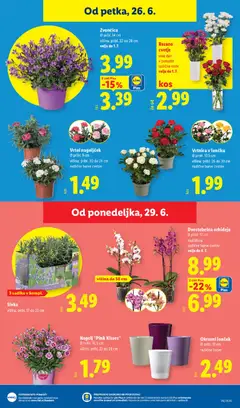 Lidl katalog akcije – veljaven od 24.06.2026 | Stran: 27 | Izdelki: Cvetje, Okrasni loncek