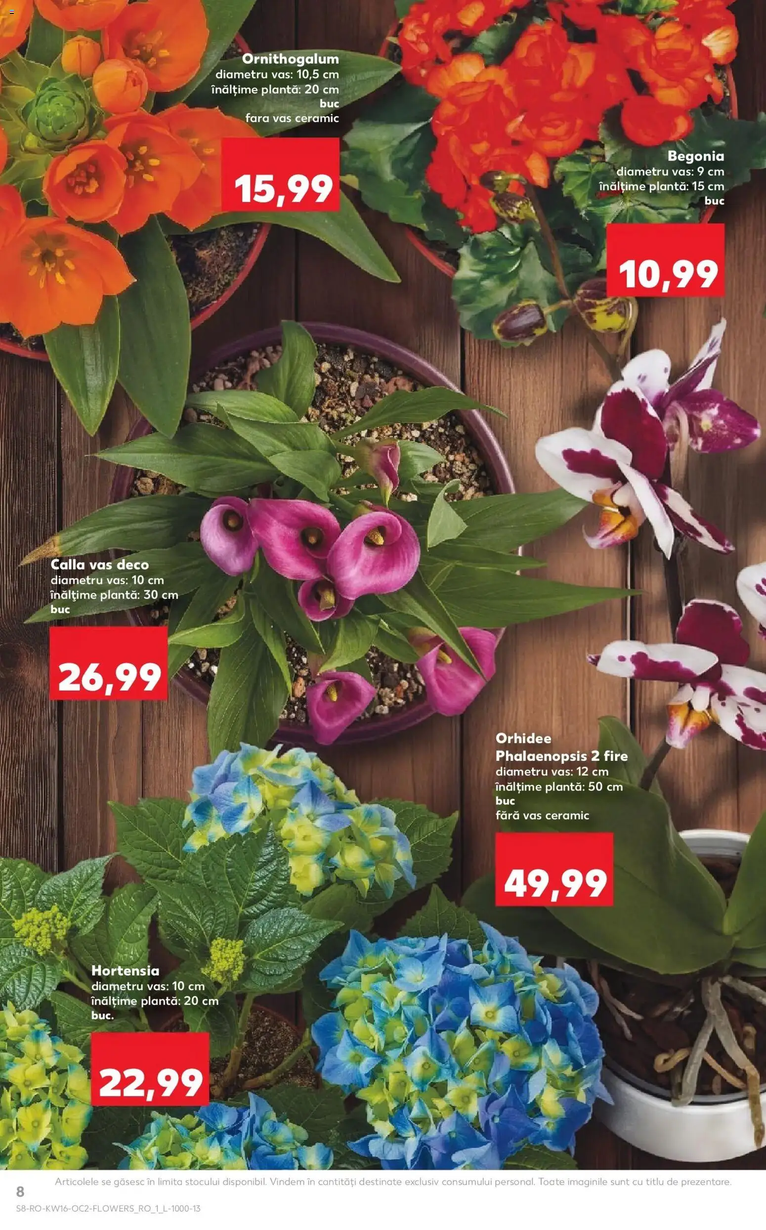 Noul catalog Kaufland – valabil de la 15.04.2026 | Pagină: 8 | Produse: Orhidee