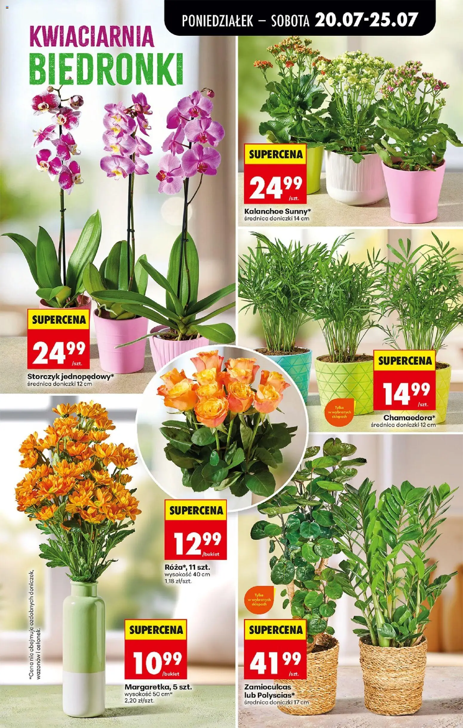 Biedronka Polsko leták od 20.07.2026 | Strana: 85 | Produkty: Kalanchoe, Storczyk