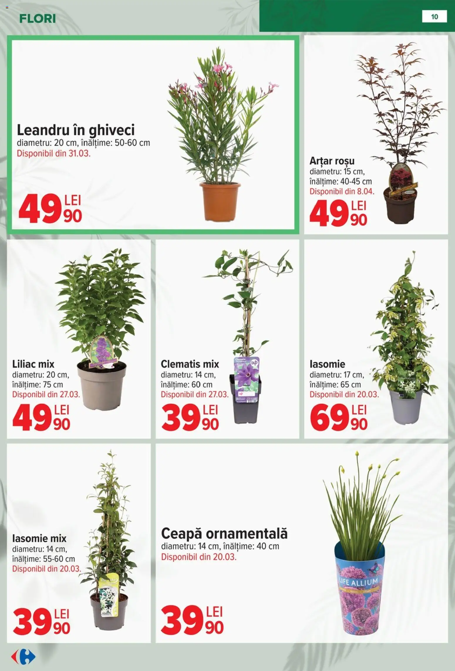 Noul catalog Carrefour – valabil de la 11.02.2026 | Pagină: 10 | Produse: Ghiveci, Ceapă, Flori