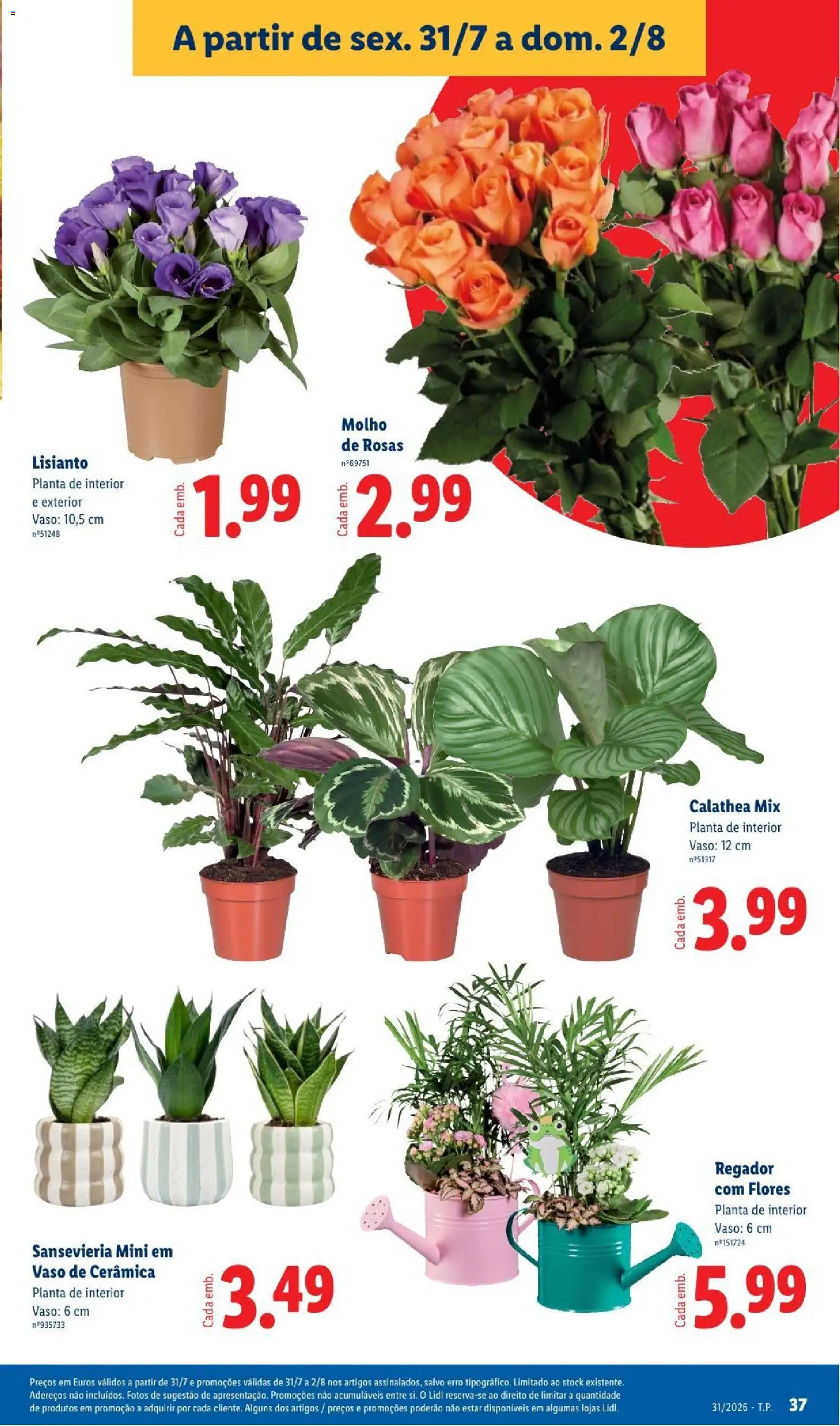 Lidl folheto │ válido de 27/07/2026 | Página: 37 | Produtos: Flores, Vaso