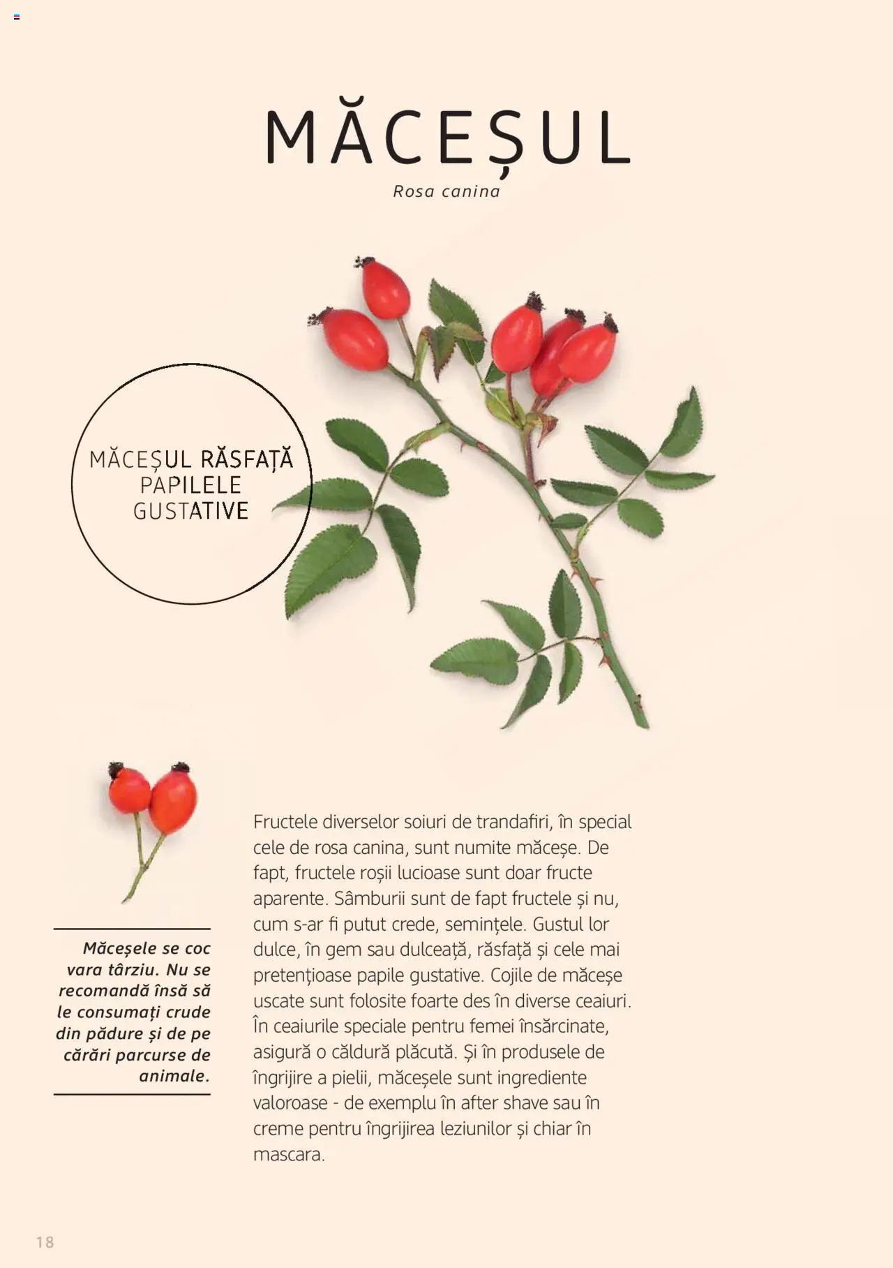 Noul catalog DM drogeriemarkt – valabil de la 01.01.2022 | Pagină: 18