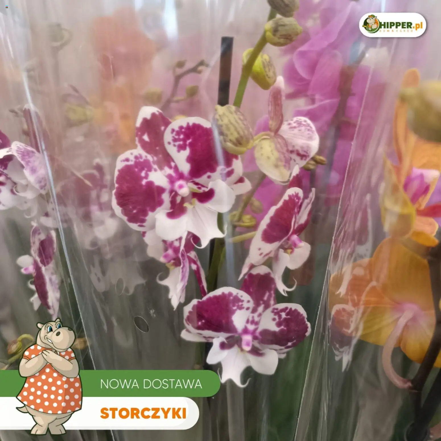 Hipper gazetka od 15.05.2026 | Strona: 6 | Produkty: Storczyki
