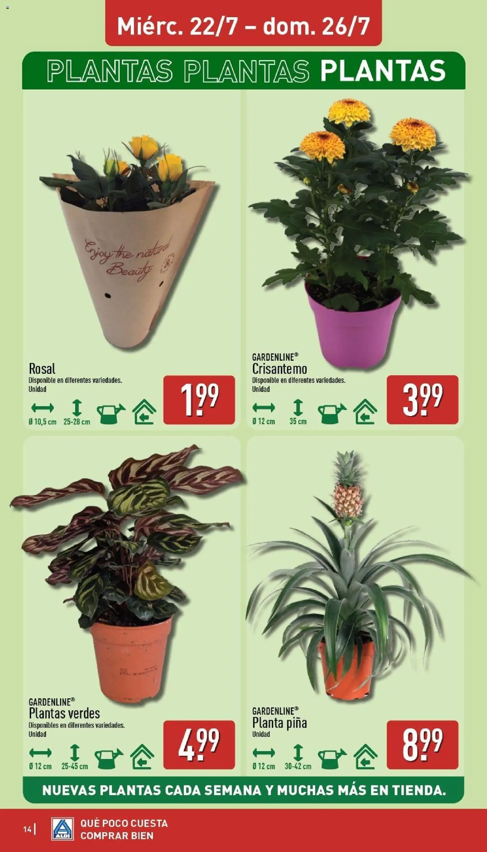 Aldi folleto Península │ válido desde el 20/07/2026 | Página: 14 | Productos: Piña