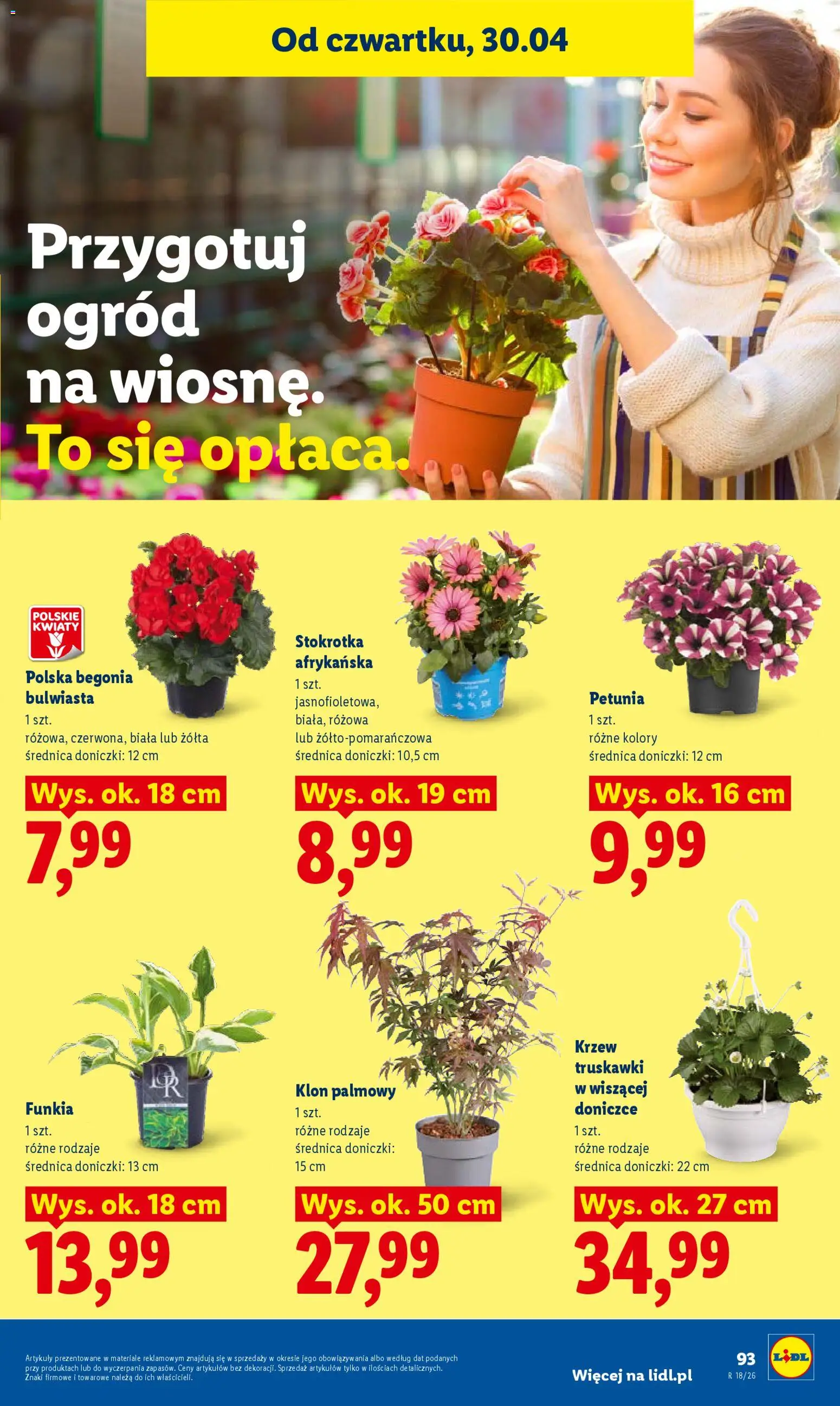 Lidl gazetka od 29.04.2026 | Strona: 97 | Produkty: Stokrotka, Klon palmowy, Doniczki, Kwiaty