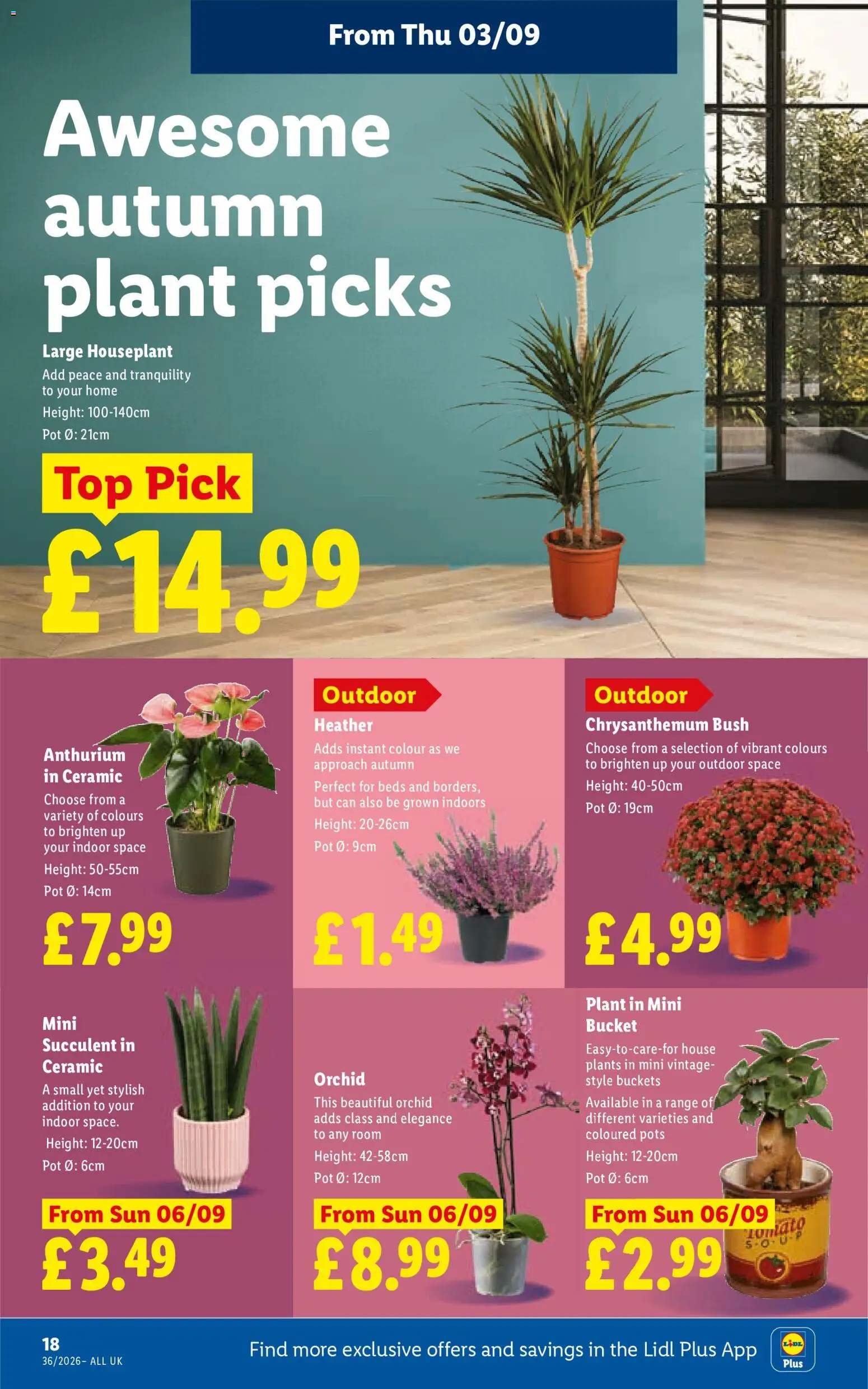 {H1} | Page: 20 | Products: Pot, Heather, Orchid