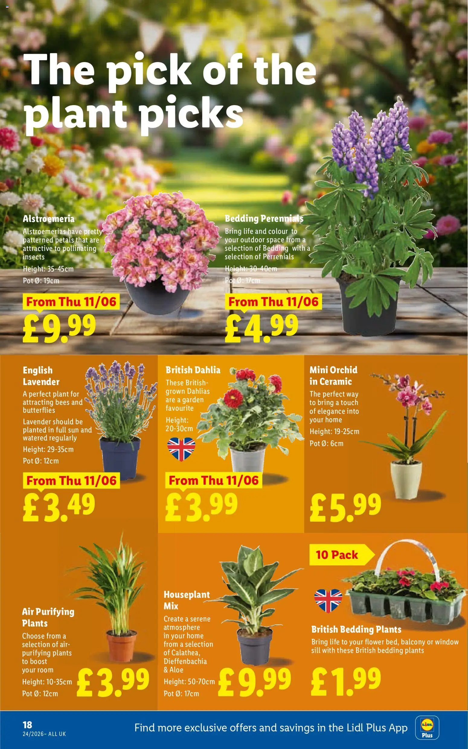 {H1} | Page: 18 | Products: Pot, Lavender