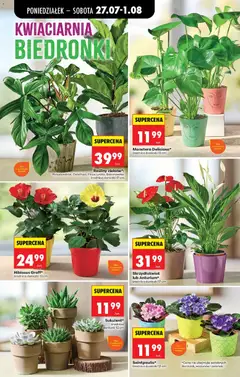 Pogląd oferty "Biedronka gazetka od poniedziałku" - ważna od 27.07.2026 | Strona: 29 | Produkty: Rosliny, Doniczki