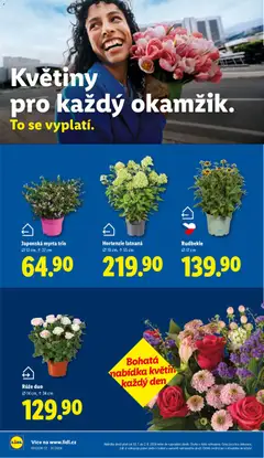 Náhled letáku Lidl leták od 30.07.2026 | Strana: 16 | Produkty: Květiny