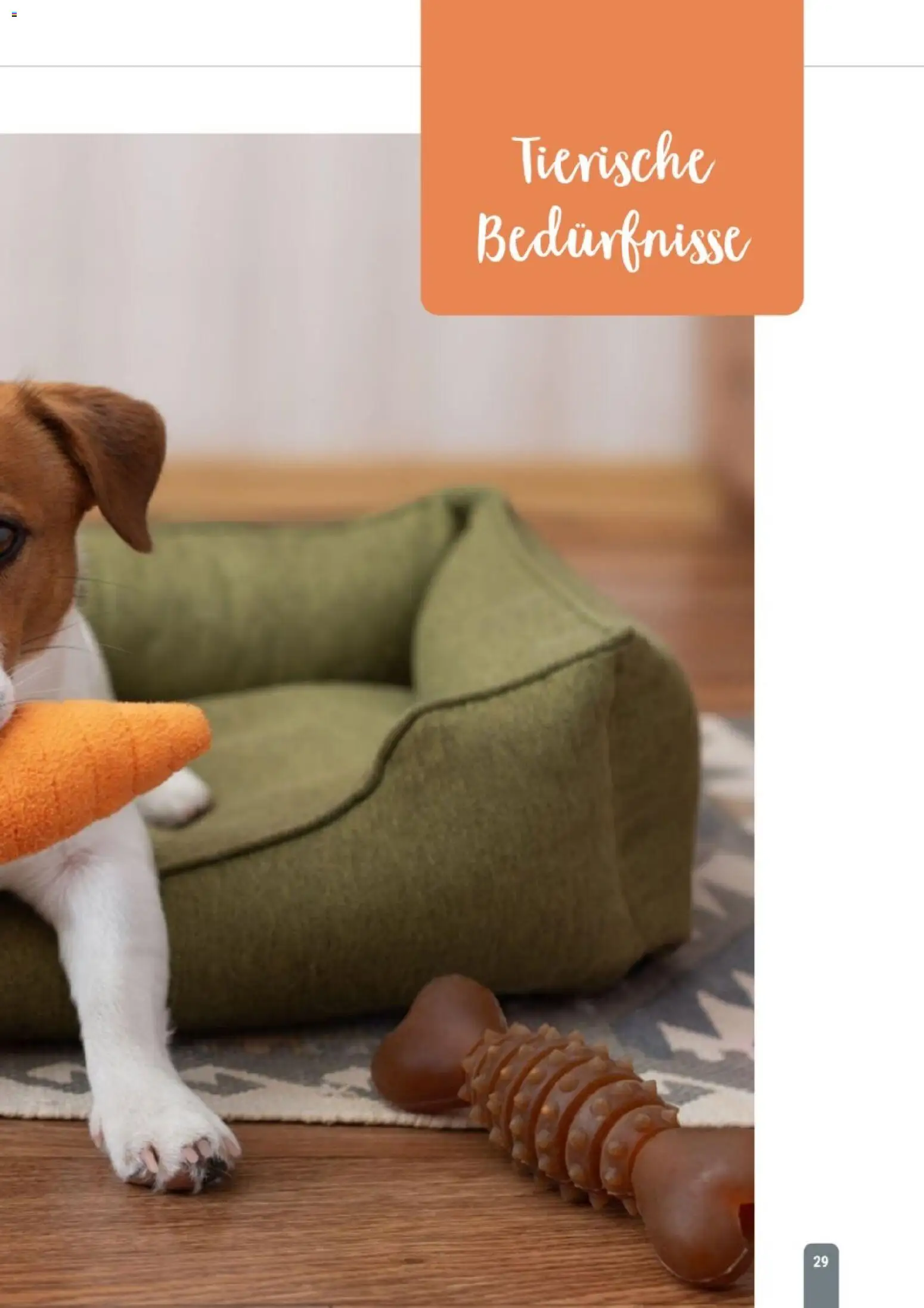 zookauf Themenkatalog Hund – gültig ab 18.05.2026 | Seite: 29