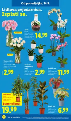 Orhideja mix, Komad Visina: cca 47-50 cm Promjer: cca 12 cm Različite boje - Pregled kataloga iz trgovine Lidl, vrijedi od 14.09.2026 | Stranica: 52