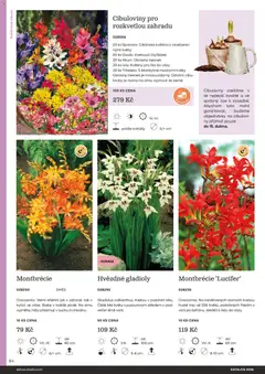 Náhled letáku Starkl katalog od 25.02.2026 | Strana: 84 | Produkty: Vázy, Květiny, Česnek, Cibule